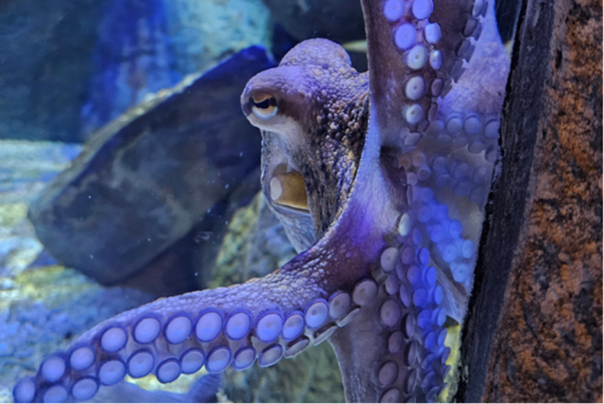 Octopus in tank